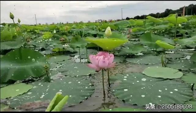 （二四六香港天天开彩大全）