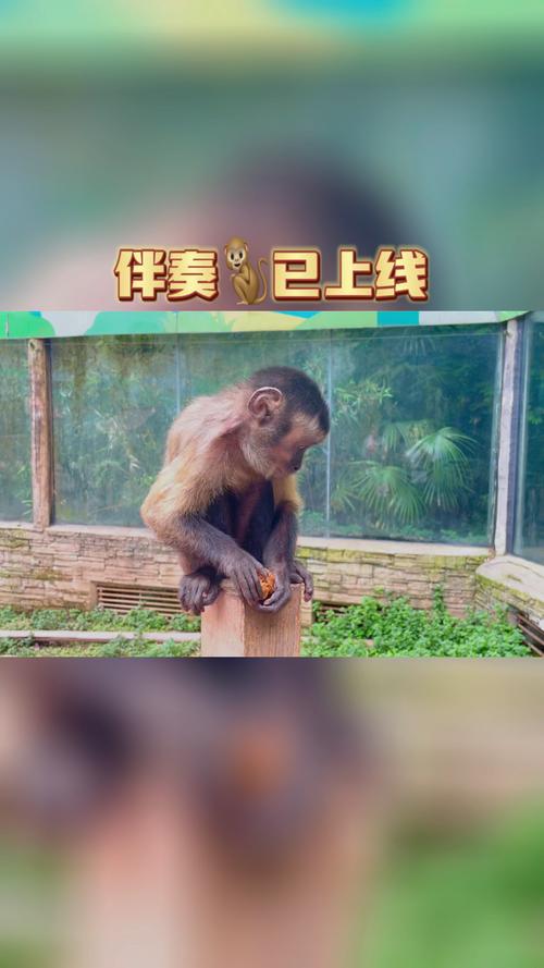 2025新澳门天天开好彩大乐透开奖号码和车钥匙逗猴被猴抢走与猴子车钥匙