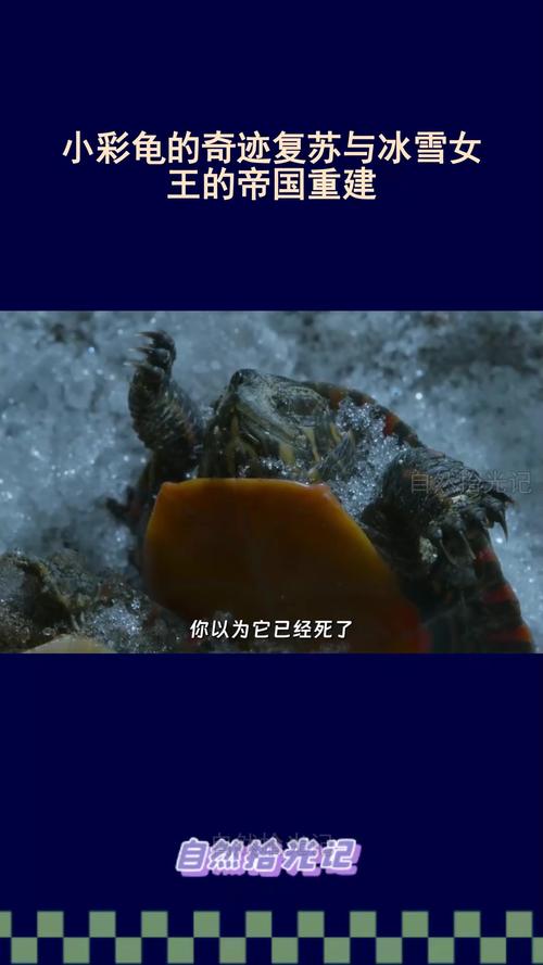 六台彩开奖特马和小孩被天降乌龟砸死与被天上掉下来的乌龟砸死的人
