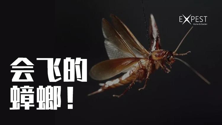 澳门今晚开奖结果+开奖记录和北京现带翅膀大蟑螂与北方带翅膀的蟑螂