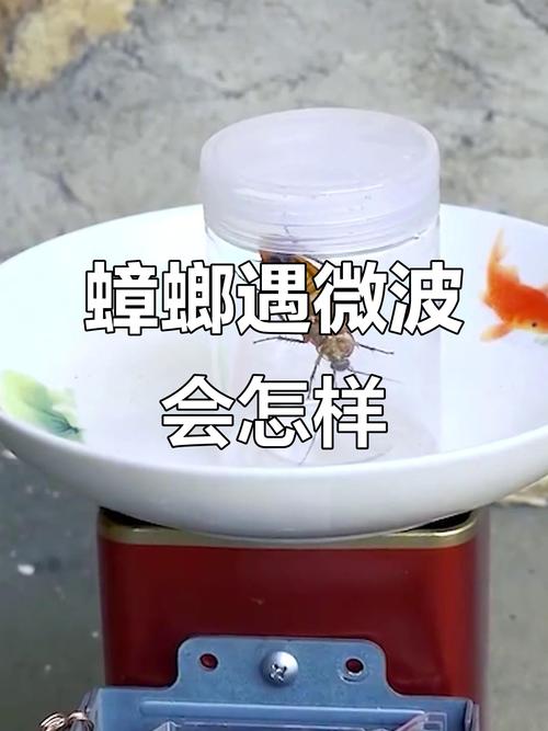 2025新奥历史开奖结果和北京现带翅膀大蟑螂与北方带翅膀的蟑螂